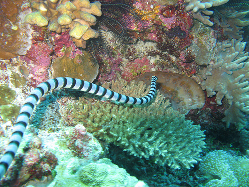 Indonesien Seasnake
